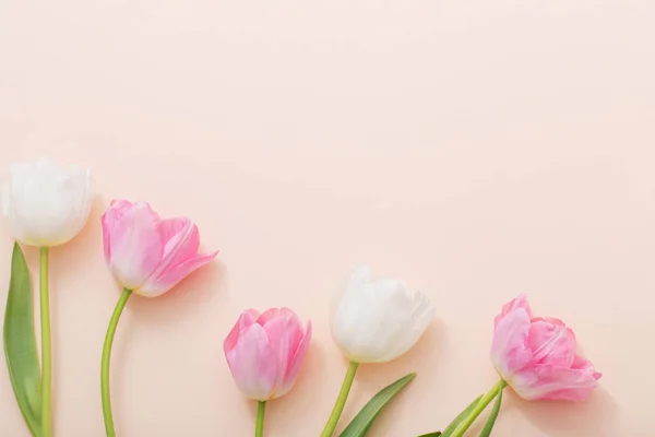 Tulipes roses et blanches sur fond de papier — Photo
