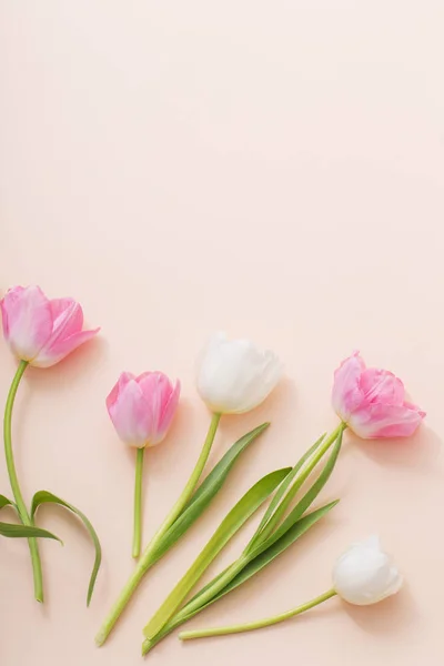 Tulipes roses et blanches sur fond de papier — Photo