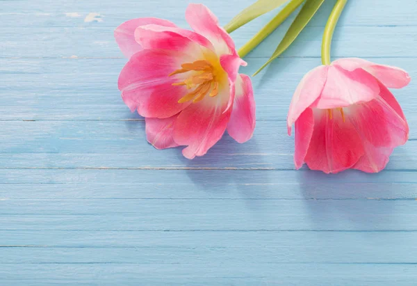 Deux tulipes roses sur fond de bois bleu — Photo