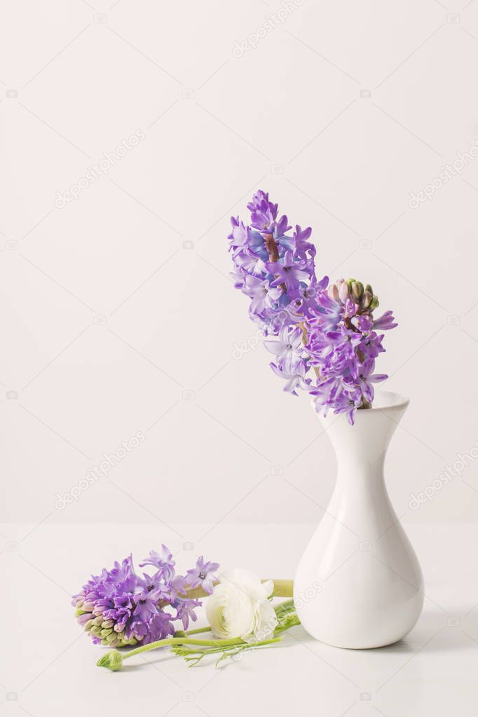 hyacinth in vase on white background