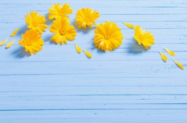 Mavi ahşap zemin üzerine Calendula çiçekler