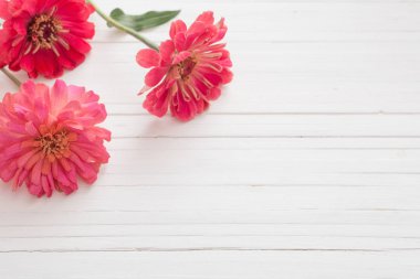 arka plan ile zinnia çiçekler