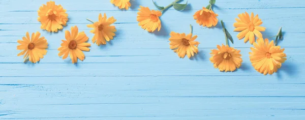 Fleurs de calendula sur fond de bois bleu — Photo