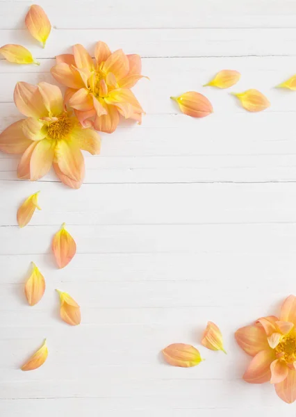 Фон з квітами жоржинами — стокове фото