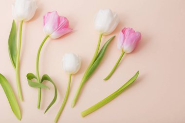 Kağıt arka plan üzerine pembe ve beyaz laleler