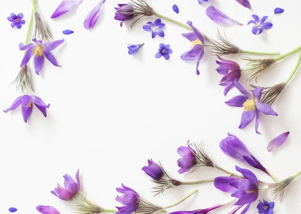 Fleurs violettes printanières sur fond blanc — Photo