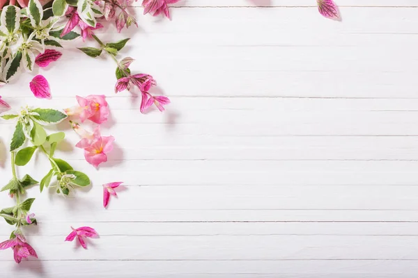 Beyaz ahşap arka planda güzel çiçekler — Stok fotoğraf