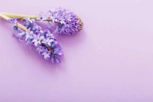 Hyacinth na papírové pozadí — Stock fotografie