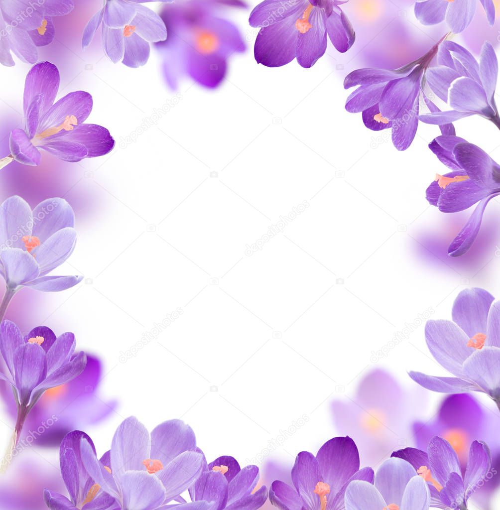 spring flowers on white background