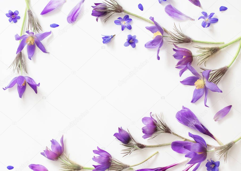 Spring violet flowers on a white background