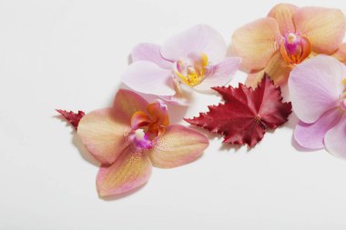 Orkide beyaz zemin üzerine
