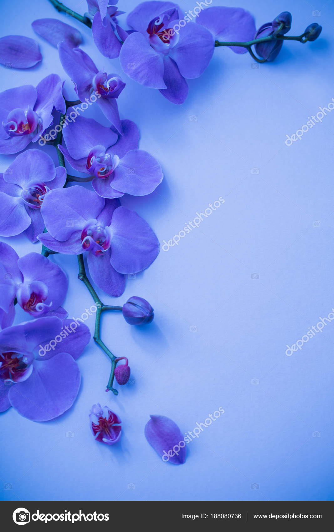 Bunga Anggrek Biru Stok Foto Bunga Anggrek Biru Gambar Bebas Royalti Depositphotos