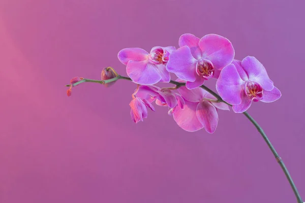 Die schönen Orchideenblumen — Stockfoto