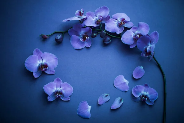 Orquídeas em fundo azul — Fotografia de Stock