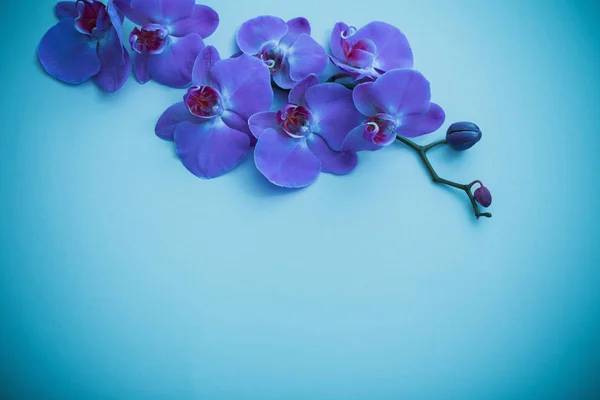 Orquídeas em fundo azul — Fotografia de Stock