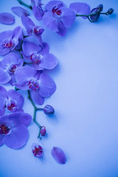 Orchidee su sfondo blu — Foto Stock
