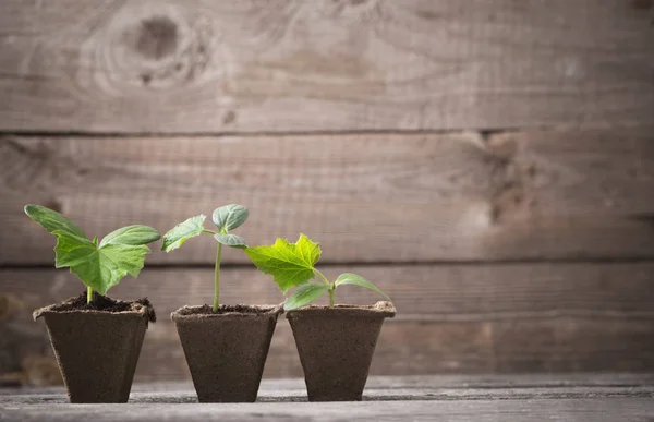 Cucumber seedlings on a wooden background — Stock Photo, Image