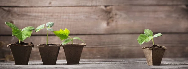 Cucumber seedlings on a wooden background — Stock Photo, Image