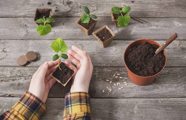 Plántulas de mano y pepino sobre una mesa de madera — Foto de Stock