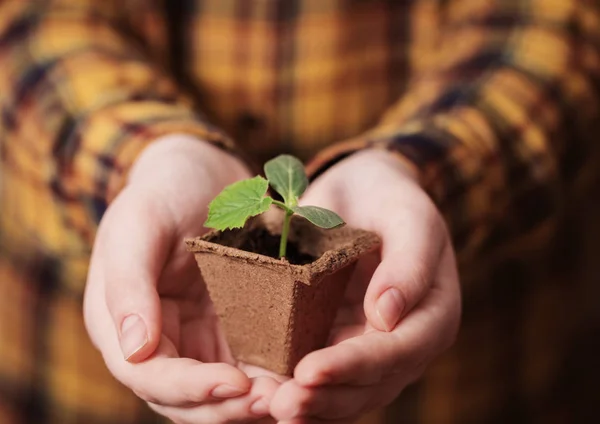 Hand with cucumber seedlings — Stock Photo, Image