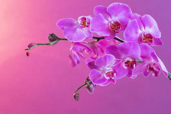 Die schönen Orchideenblumen — Stockfoto