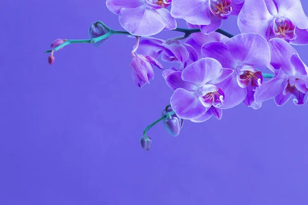 Die schönen Orchideenblumen — Stockfoto