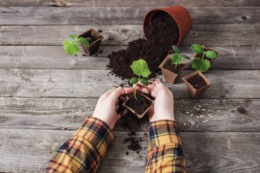 ahşap bir masa üzerinde el ve salatalık fidan