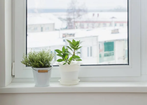 Зеленые растения на подоконнике зимой — стоковое фото