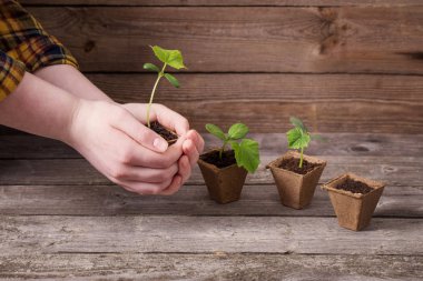 ahşap bir masa üzerinde el ve salatalık fidan