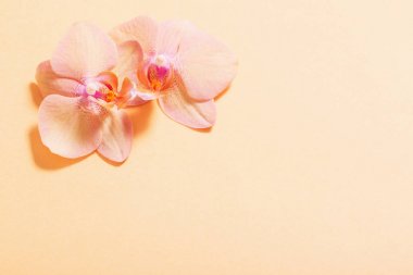 Orkide turuncu zemin üzerine