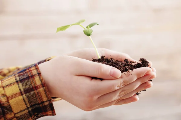 Kind hand met komkommer zaailingen — Stockfoto