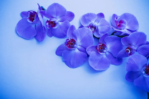 Orquídeas em fundo azul — Fotografia de Stock