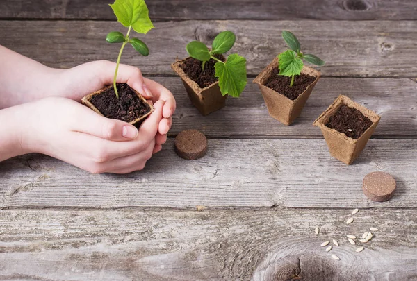 Hand en komkommer zaailingen op een houten tafel — Stockfoto