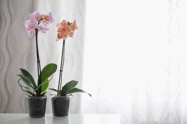 Orkide cins Stadyumu penceresi arka planını masaya