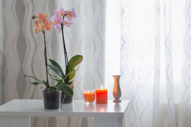 Orkide cins Stadyumu penceresi arka planını masaya