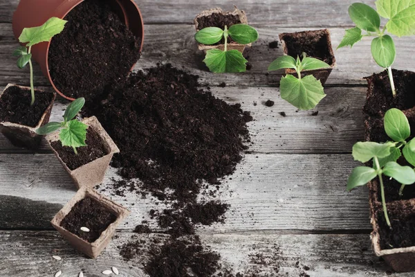 Cucumber seedlings on a wooden background — Stock Photo, Image