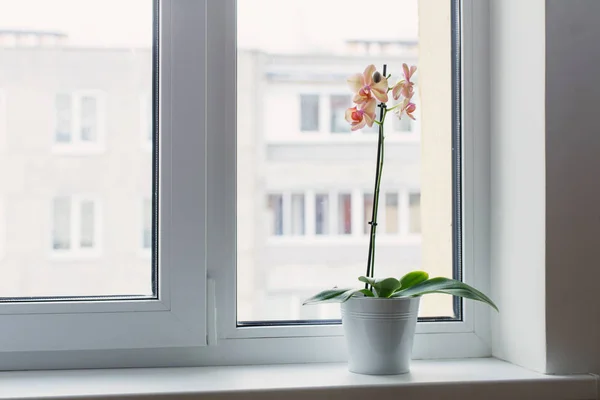 窗台上美丽的兰花 — 图库照片