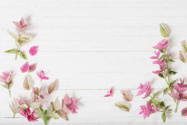 Шалфей декоративный на белом деревянном фоне
