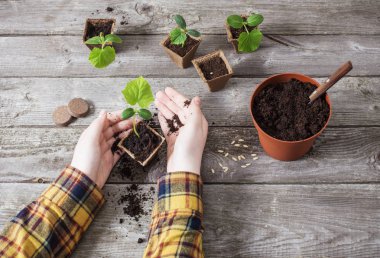 ahşap bir masa üzerinde el ve salatalık fidan