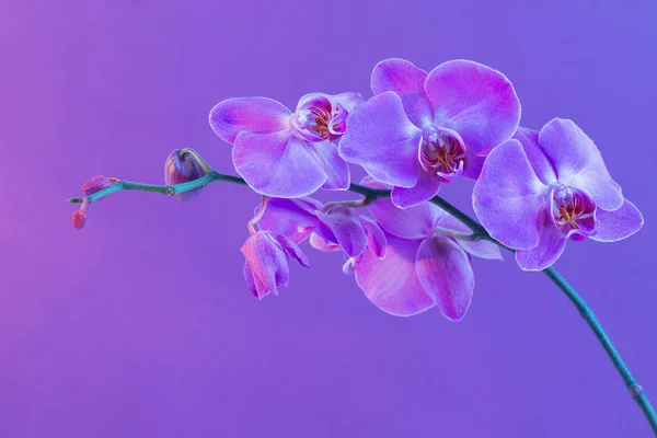 Den vackra orkidé blommor — Stockfoto
