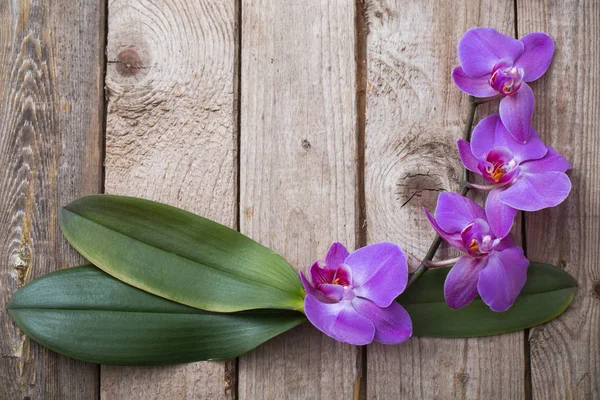 Orchids on old wooden background — Stock Photo, Image