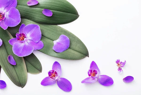 Krásné orchideje na bílém pozadí — Stock fotografie