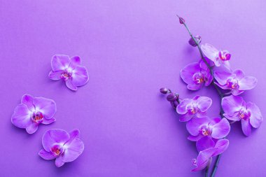 güzel orkide çiçekler