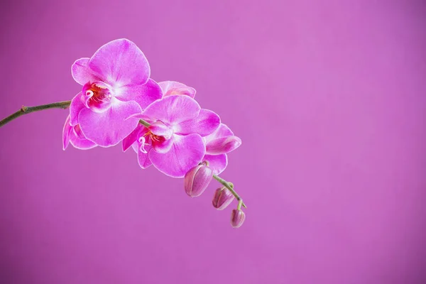 Den vackra orkidé blommor — Stockfoto