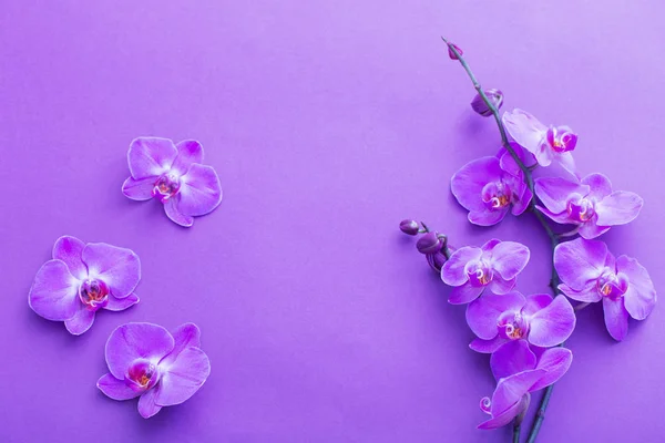 The beautiful orchid flowers — Stock Photo, Image