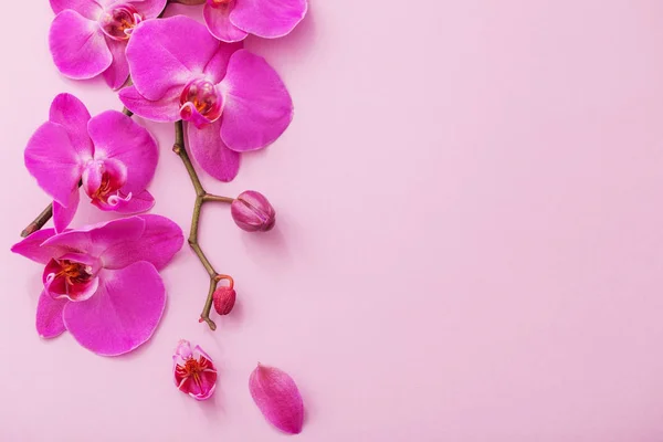 As belas flores de orquídea — Fotografia de Stock