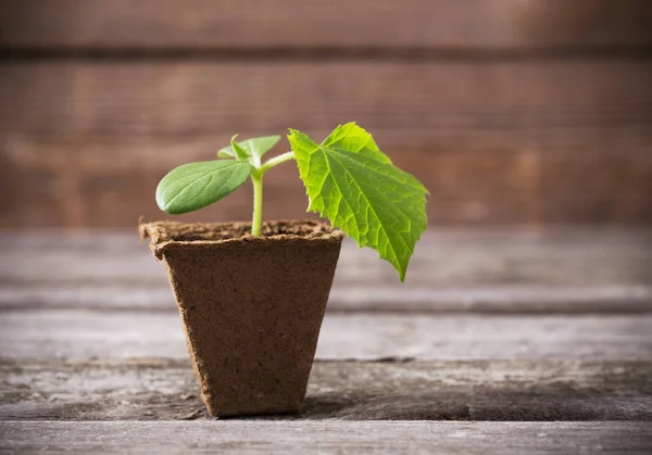 Cucumber seedlings on a wooden background — Stock Photo, Image