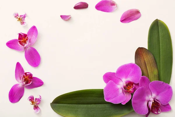 Orquídeas bonitas no fundo branco — Fotografia de Stock
