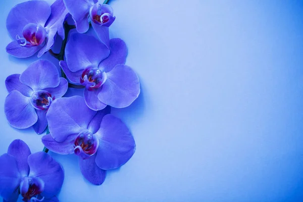 Orchideen auf blauem Hintergrund — Stockfoto