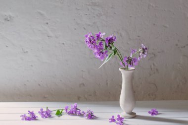 Hesperis matronali çiçek Vazoda beyaz arka plan üzerinde